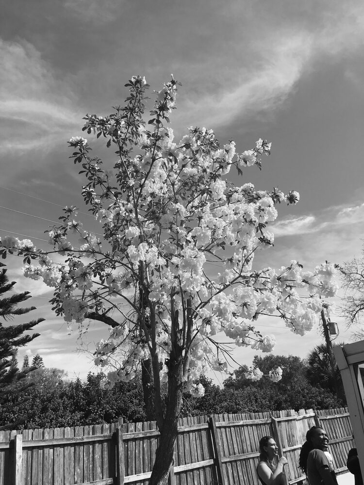 Flowering tree in bloom, Florida